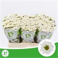 Хризантема сант-Chrysant sant-Rossi White-55cm--110gr 622a6a8b-b8fa-11ed-0a80-0735002c01c8