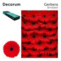 Гербера-Gerbera-Gr Blinddate Doos-45cm 622c0943-17ba-11f0-0a80-0589007cfbe7