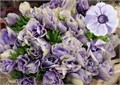 Анемон-Anemone-Mistral Plus Lilac-CE 624566aa-f890-11f0-0a80-17f50000b000