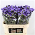 Лимониум-Limonium-S Sky Birds-75cm-75gr 625275fd-ac66-11ee-0a80-0e920075268f