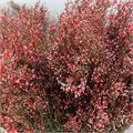 Гениста-Genista-Broom Red-200gr-CE 6252ee16-f890-11f0-0a80-17f50000b003