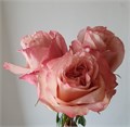 Роза-Rosa-Fascination-60cm-SR 62531a78-6351-11ee-0a80-13b0000688a1