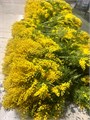 Мимоза-Mimosa-200gr-CE 625935a3-f890-11f0-0a80-17f50000b006