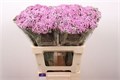 Ахилея-Achilea-M Anna-60cm 625be740-f635-11f0-0a80-01f90000a77a