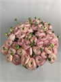 Ранункулус-Ranunculus-Cloni Favola-CE 625f15be-f890-11f0-0a80-17f50000b00c