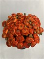Ранункулус-Ranunculus-Cloni Orange-CE 626b5465-f890-11f0-0a80-17f50000b012