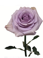 Роза-Rosa-Star Platinum-50cm-IS 626db0cf-33f8-11ef-0a80-06380001bfa7