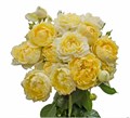 Роза куст-Rosa sp-Julieta Limoncella-60cm--RS 0a740d93-5a82-11ed-0a80-0da70006ce63