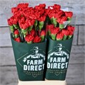 Гвоздика ст-Dianthus st-Don Pedro-70cm 62736669-17ba-11f0-0a80-0589007cfbfc