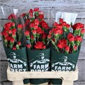 Гвоздика куст-Dianthus tr-Zumba-60cm 62760e36-17ba-11f0-0a80-0589007cfbff