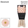 Гербера-Gerbera-Germini Alix-noor Diamond-50cm 627a0374-f635-11f0-0a80-01f90000a77d