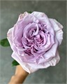 Роза-Rosa-Arya-50cm-CN 627bcf3d-1b30-11ee-0a80-08b100114f41
