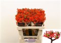 Ятрофа-Jatropha-P Firecrack-50cm 62817912-f635-11f0-0a80-01f90000a780