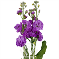 Маттиола куст-Matthiola sp-Purple-60cm-AO 629334d0-99cb-11ef-0a80-07a700115973