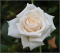 Роза-Rosa-Vendela-50cm--QA 629ea71d-bfa9-11ec-0a80-0b4c000ba4a5