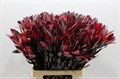 Леукадендрон-Leucadendron-Saf Sunset 70 Cm-70cm 0a833bd5-16f1-11ed-0a80-00b300183c48