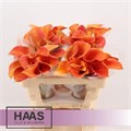 Калла-Zantedechia-Lady Marmalade-50cm 62adfbe9-c236-11ec-0a80-0bc20019592b