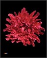 Хризантема одн-Chrysant Gr-Antonov Bordeaux-70cm 62c6f17a-f635-11f0-0a80-01f90000a78f