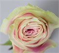 Роза-Rosa-Rosita Vendela-60cm-PE 62c831d1-39a7-11ed-0a80-09e7002672e9