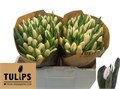 Тюльпан-Tulip-En Update-36cm-36gr 62f969f4-f635-11f0-0a80-01f90000a798