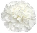 Гвоздика ст-Dianthus st-Everest-55cm 0a8a33aa-bfa4-11ec-0a80-0b4c000691ec