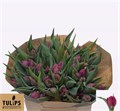 Тюльпан-Tulip-Pa Parrot Prince-36cm-36gr 62fc59d9-f635-11f0-0a80-01f90000a79b