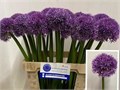 Аллиум-Allium-Globemaster-60cm 6318736b-cf67-11ec-0a80-0d32013b286f