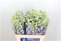 Дельфиниум-Delphinium-El Guard Laven-70cm 632c8a21-cf67-11ec-0a80-0d32013b2875