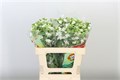 Оксипеталум-Oxypetalum-Co Perf Whi Harm-70cm 633f56a2-cf67-11ec-0a80-0d32013b2879
