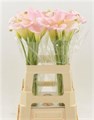 Калла-Zantedechia-Manila-50cm 63503795-cf67-11ec-0a80-0d32013b287c