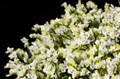 Лимониум-Limonium-Pina Colada-50cm-So 635e85f9-8705-11ef-0a80-0296002d0b57