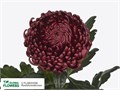 Хризантема одн-Chrysant Gr-Bigoudi Red-80cm-110gr 0a9571d0-bfa6-11ec-0a80-0b4c00086ce0