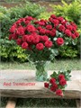 Роза куст-Rosa tr-Red Trendsetter-80cm 636acf7f-cf67-11ec-0a80-0d32013b2883