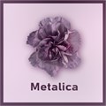 Гвоздика SE-Dianthus SE-Metallica--FC 637530e5-5945-11ee-0a80-14cc001021af