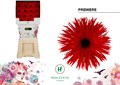Гербера-Gerbera-Gs Gerspider Premiere Diamond-50cm 63a857a1-81ea-11f0-0a80-090300015c5a