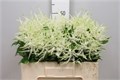 Астильба-Astilba-Ja Washington-40cm 63c0423d-e72c-11ed-0a80-0e92001fd20c