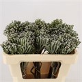 Каапс-Kaaps-Silver Brunia- (Young)-40cm 63cc45b3-cf67-11ec-0a80-0d32013b288d