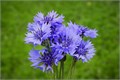 Василек-Centaurea-Ov-60cm 63ce347d-e72c-11ed-0a80-0e92001fd20f