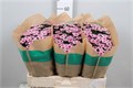 Хризантема сант-Chrysant sant-Aaa Toss-55cm-105gr 63e74f53-cf67-11ec-0a80-0d32013b2894