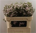 Ваксфлауэр-Chamelacium-Un Jupite Moon-80cm-70gr 64035d71-cf67-11ec-0a80-0d32013b2897
