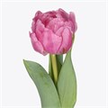Тюльпан-Tulip-Du Maitresse-37cm-35gr 64158298-e72c-11ed-0a80-0e92001fd218