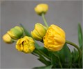 Тюльпан-Tulip-Dubbel Yellow Pompene Extra-38cm-34gr 641b1dc8-e72c-11ed-0a80-0e92001fd21b