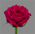 Роза-Rosa-Full Monty-50cm-IS 6432d931-2362-11ef-0a80-14e30000e66a