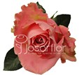 Роза-Rosa-Hermosa-70cm-CN 6441cfe6-d223-11ee-0a80-0cba001c5ea0
