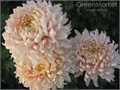 Хризантема одн-Chrysant Gr-Avignon-80cm-80gr 0abdd194-bfa6-11ec-0a80-0b4c00086d03