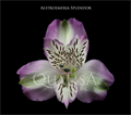 Альстромерия-Alstroemeria-Splendor Purple--60cm-QA 646ca85e-6b3a-11ed-0a80-0656001b7c25