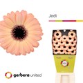 Гербера-Gerbera-Germini Jedi Diamond--50cm 64857a83-859b-11ef-0a80-0e8c000089d5