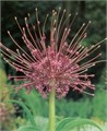 Аллиум-Allium-Schubertii-70cm 64aa4175-1017-11ee-0a80-0da30007f228