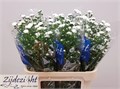 Астра-Aster-Cassy-80cm-40gr 64b5475b-1017-11ee-0a80-0da30007f233