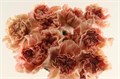 Гвоздика ст-Dianthus st-Caramel Hi-70cm 0abf856a-bfa4-11ec-0a80-0b4c0006922b